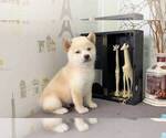Small Photo #1 Shiba Inu Puppy For Sale in IRVINE, CA, USA
