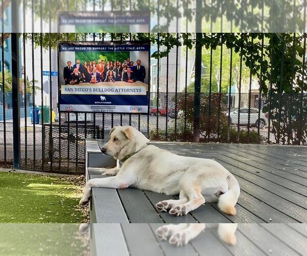 Medium Photo #10 Labsky Puppy For Sale in San Diego, CA, USA