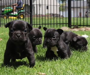 French Bulldog Puppy for sale in MANCHESTER, MI, USA
