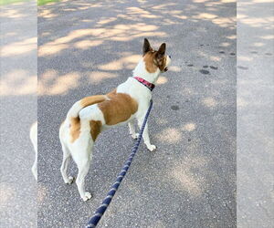 Lola b - Female Boxer-Unknown Mix Dog for Adoption - Photo #2