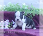 Small #3 Boston Terrier