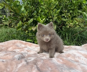 Pomeranian Puppy for sale in WEBSTER, FL, USA