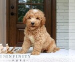 Small #3 Goldendoodle (Miniature)