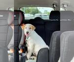 Small Photo #3 Great Pyrenees Puppy For Sale in Yardley, PA, USA