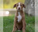 Small #8 Golden Retriever-Pembroke Welsh Corgi Mix