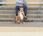 Small #2 American Staffordshire Terrier Mix