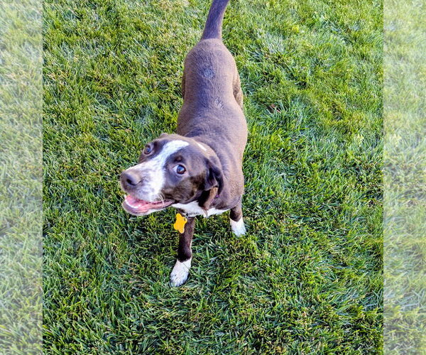 Medium Photo #14 Border-Aussie Puppy For Sale in Sandy, UT, USA