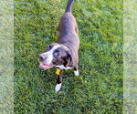 Small Photo #14 Border-Aussie Puppy For Sale in Sandy, UT, USA