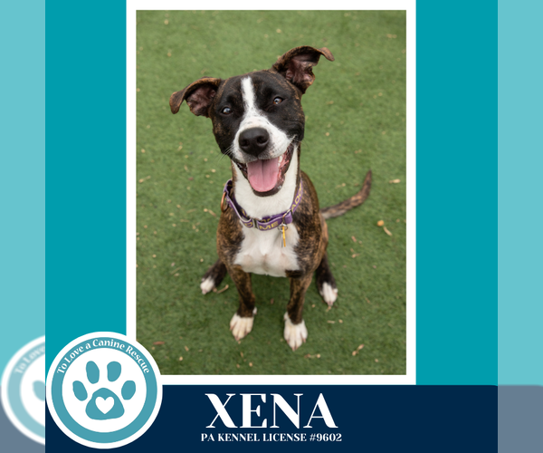 Medium Photo #6 Boxer-Unknown Mix Puppy For Sale in Kimberton, PA, USA