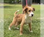 Small #1 Mutt