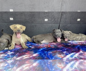American Pit Bull Terrier Puppy for sale in DETROIT, MI, USA