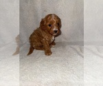 Puppy Puppy 6 Cavapoo (Miniature)