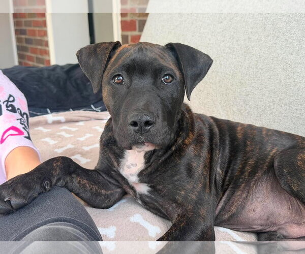 Medium Photo #1 Mastiff-Unknown Mix Puppy For Sale in Catasauqua, PA, USA