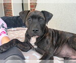 Small Mastiff Mix
