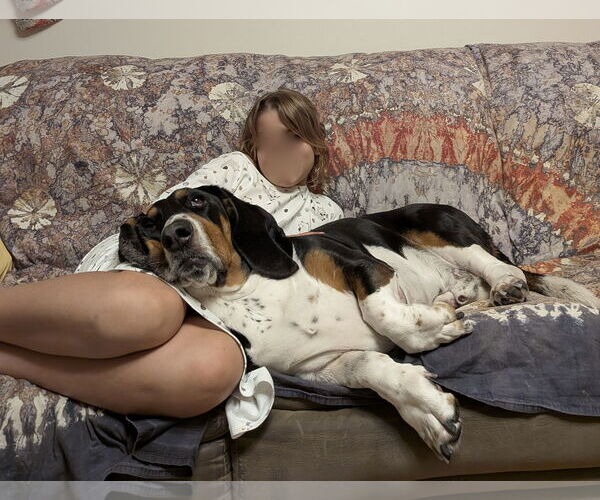 Medium Photo #2 Basset Hound Puppy For Sale in Petaluma, CA, USA