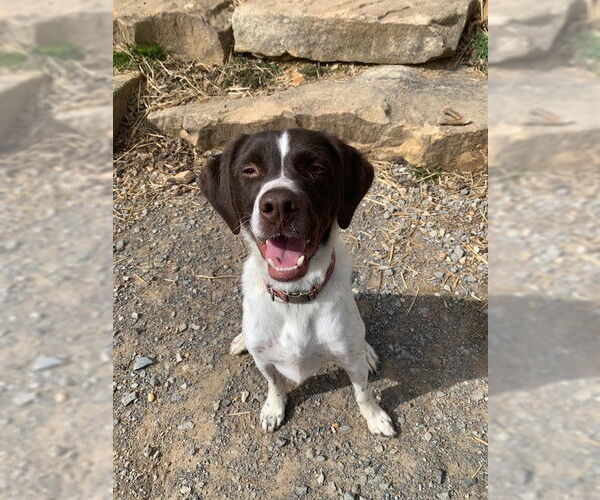 Medium Photo #2 Brittany Puppy For Sale in Curwensville, PA, USA
