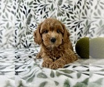 Small #3 Cavapoo