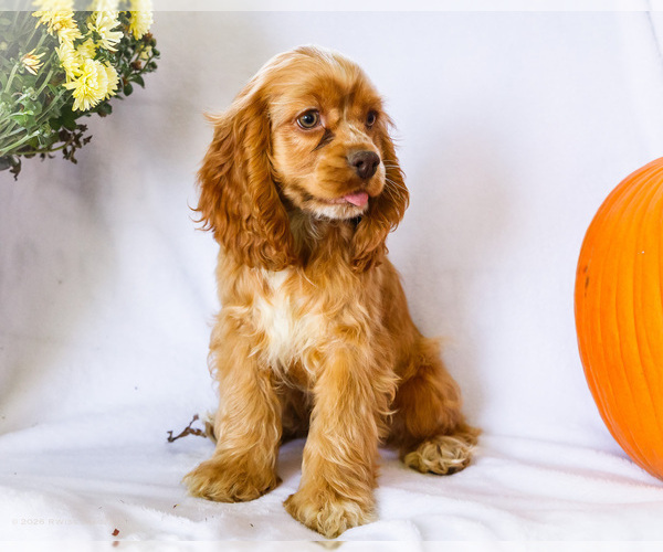 Medium Photo #6 Cocker Spaniel Puppy For Sale in WAKARUSA, IN, USA