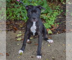 Small #6 American Staffordshire Terrier Mix