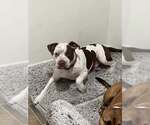 Small Photo #2 Mutt Puppy For Sale in Jackson Township, NJ, USA