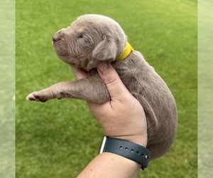 Medium Catahoula Leopard Dog