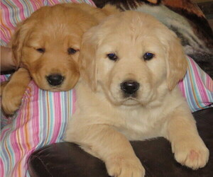 Golden Retriever Puppy for Sale in LOYAL, Wisconsin USA