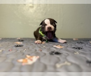 Boston Terrier Puppy for Sale in MARSHALL, Texas USA