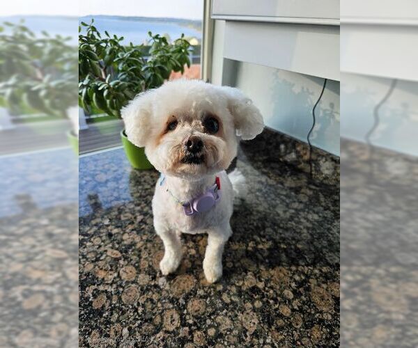 Medium Photo #2 Bichon Frise Puppy For Sale in Seattle, WA, USA