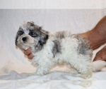Small #8 ShihPoo
