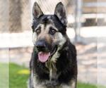 Small #1 German Shepherd Dog