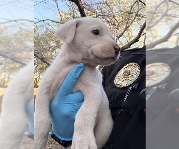 Medium Photo #1 Labrador Retriever-Unknown Mix Puppy For Sale in San Antonio, TX, USA