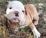 Small #6 Bulldog