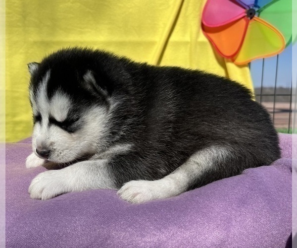 Medium Photo #15 Siberian Husky Puppy For Sale in DEARBORN, MO, USA