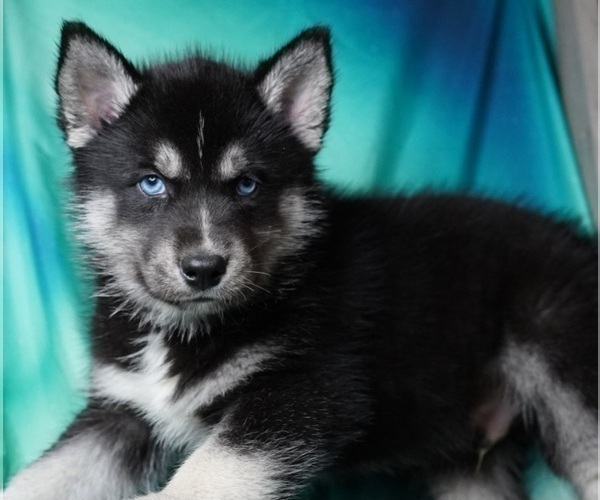 Medium Photo #4 Siberian Husky Puppy For Sale in FORT PLAIN, NY, USA