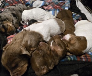 Dachshund Litter for sale in NEOSHO, MO, USA