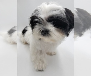Shih Tzu Puppy for sale in BARSTOW, CA, USA