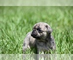 Small #3 Pug
