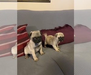 Pug Puppy for sale in YUCAIPA, CA, USA