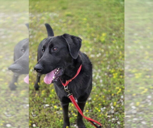 Medium Photo #2 Labrador Retriever-Unknown Mix Puppy For Sale in Evansville, IN, USA