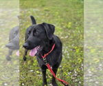 Small #1 Labrador Retriever Mix