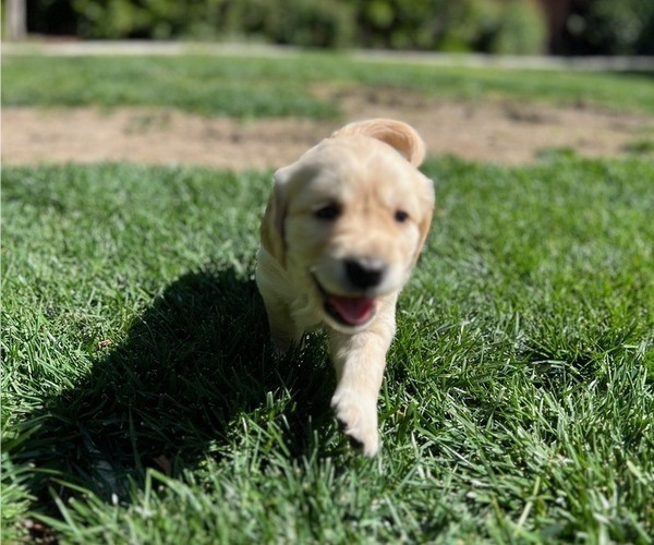Medium Photo #3 Golden Retriever Puppy For Sale in ORANGE, CA, USA