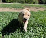 Small Photo #3 Golden Retriever Puppy For Sale in ORANGE, CA, USA