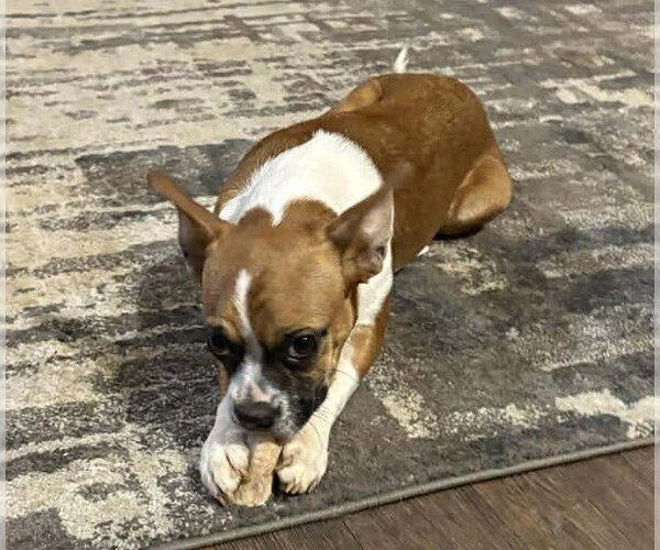 Medium Photo #1 Boxer-Unknown Mix Puppy For Sale in Burnsville, MN, USA