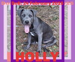 Small #36 American Pit Bull Terrier Mix