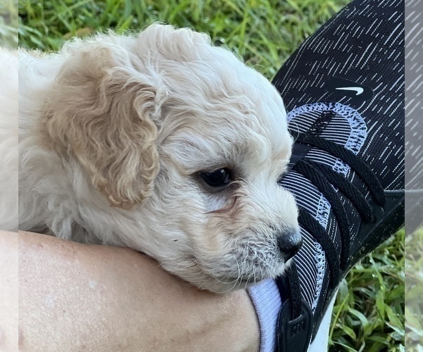 Medium Photo #12 Bichpoo Puppy For Sale in MELROSE, FL, USA