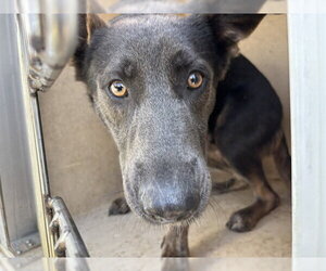 German Shepherd Dog Dogs for adoption in Oklahoma City, OK, USA