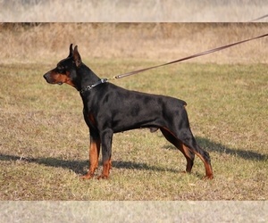 Father of the Doberman Pinscher puppies born on 05/30/2020