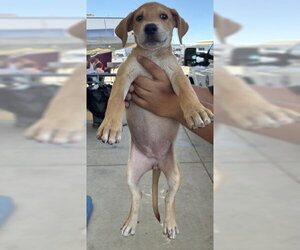 Mutt Dogs for adoption in Bakersfield, CA, USA