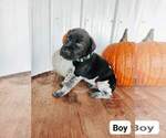 Small Photo #4 German Shorthaired Pointer Puppy For Sale in NORWAY, SC, USA