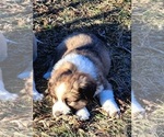 Puppy Caspar Border Collie-Newfoundland Mix